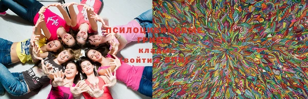 шишки Покачи